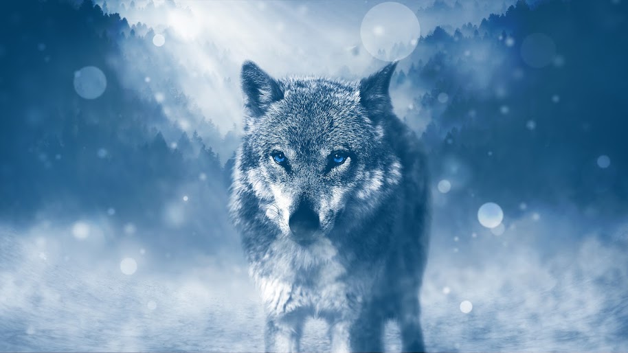 Wolf, 4K, 3840x2160, #54