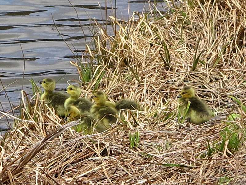 The Joyce Road Neighborhood: Baby Geese