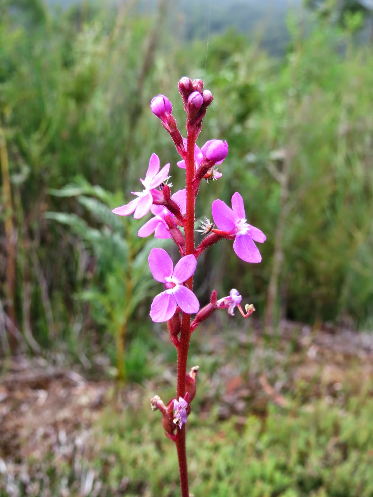 Snapshots of Beauty WILD ABOUT TASMANIAN FLOWERS...