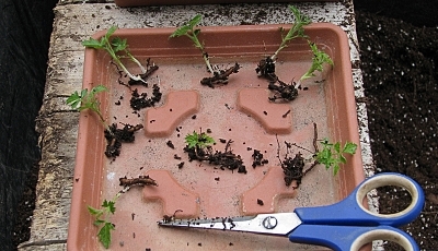 how long to root blackberry cuttings