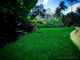 Beautiful Green Grass Field landscape Of The Garden Park On A Sunny Day At Tangguwisia Village, North Bali, Indonesia