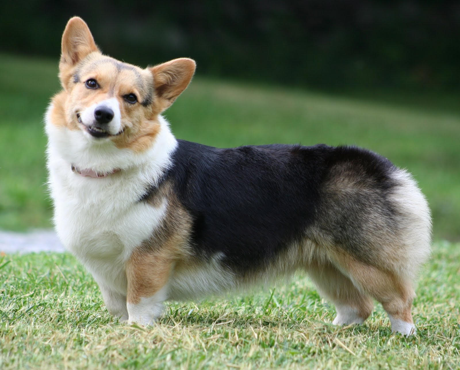 pembroke-welsh-corgi-fun-animals-wiki-videos-pictures-stories