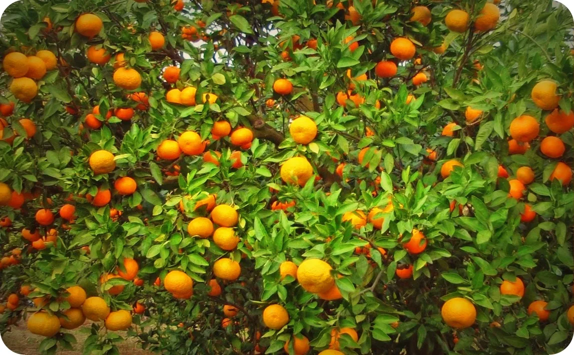 Gambar menampilkan beragam varietas Orange, termasuk  Valencia, Navel, dan Blood Orange.  Setiap jenis Orange ditampilkan secara detail, menonjolkan perbedaan warna, ukuran, dan tekstur kulitnya.  Informasi varietas tertulis jelas di samping setiap buah.
