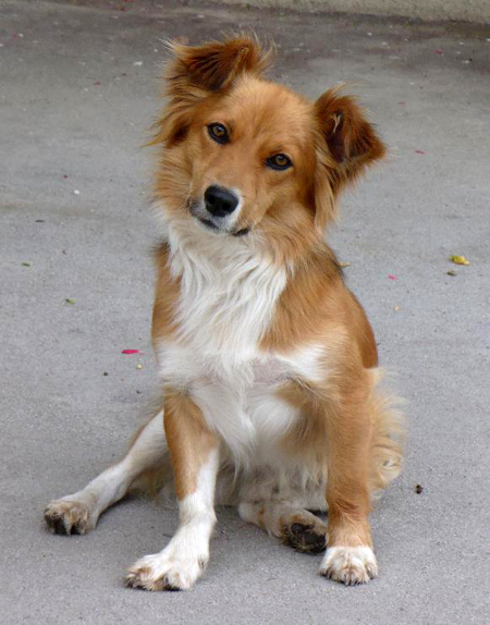 Amici animali [Gallery] Cane meticcio