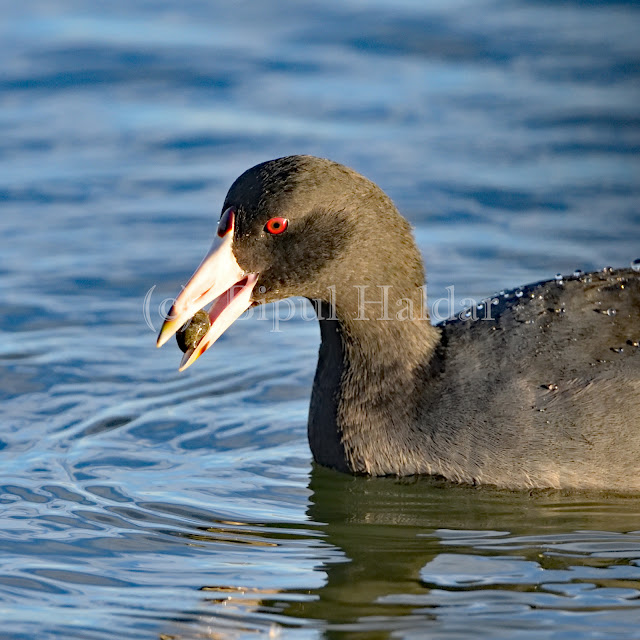 An American Coot Eating a snail An American Coot Eating a snail