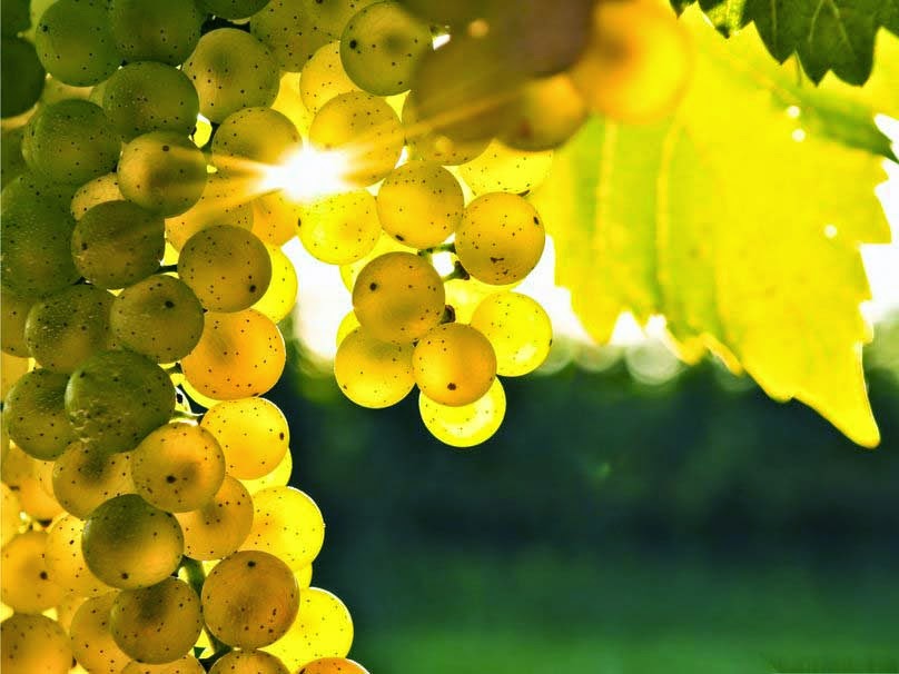 autumn-grapes-hd-image