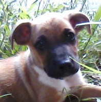 Minha foto