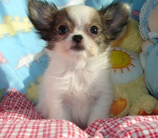Chihuahua Mix Puppies New Photos 2012 Funny And Cute