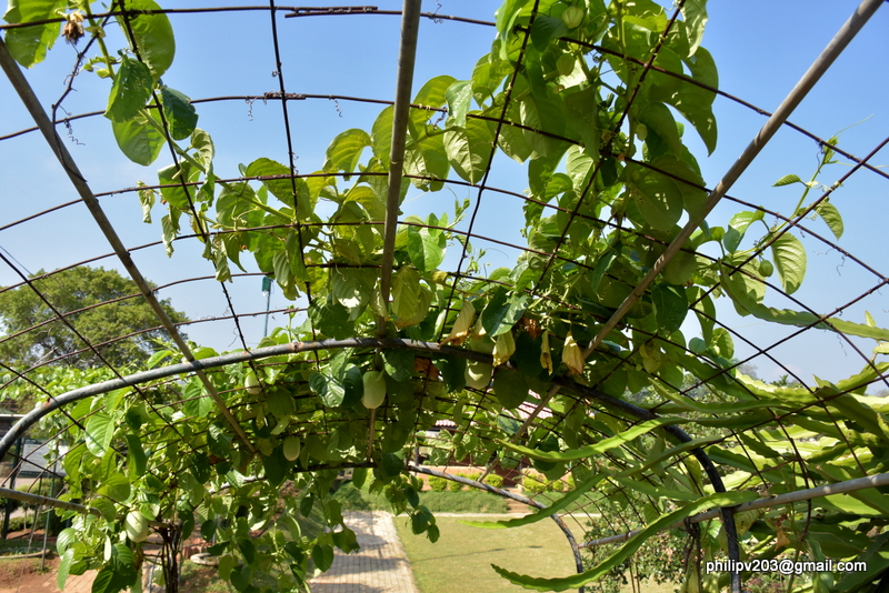 philipveerasingam At the Agricultural Department Complex, Gannoruwa
