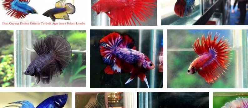 Kriteria Kontes Ikan Cupang yang Berhasil Juara Hingga Sekarang