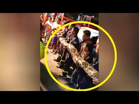 Mengejutkan, Seekor Python Raksasa Ditemukan Bersembunyi di Belakang Restoran