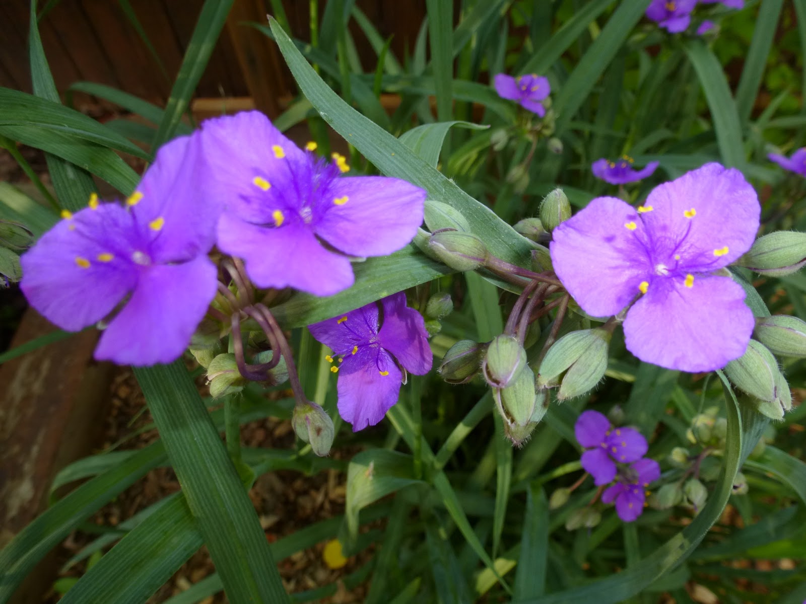 Lori's Garden Spiderwort Friday's Flower