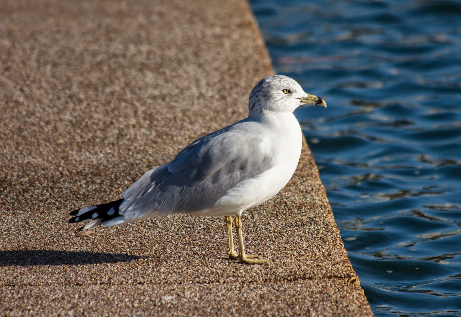 Ring-billed Gull Ring-billed Gull