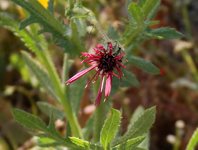 Flor púrpura del cardo manso (Volutaria tubuliflora)