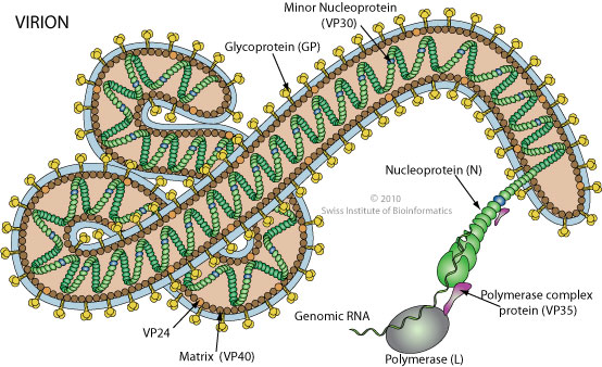 Infection Landscapes: Ebola Hemorrhagic Fever