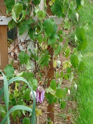 Learning About Clematis Wilt An Oregon Cottage