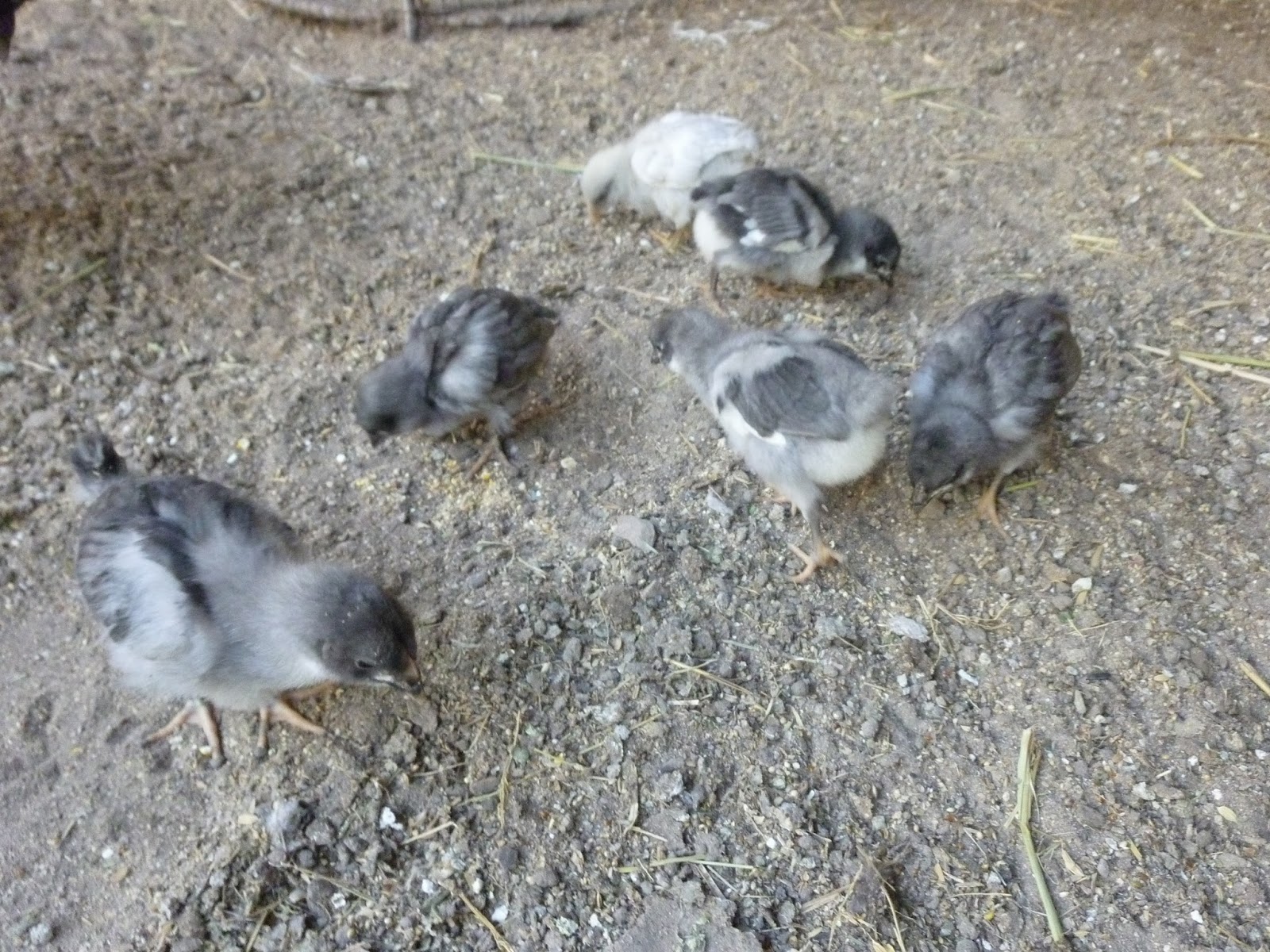 Granja de Selección y Reproducción de aves y animales de Raza.