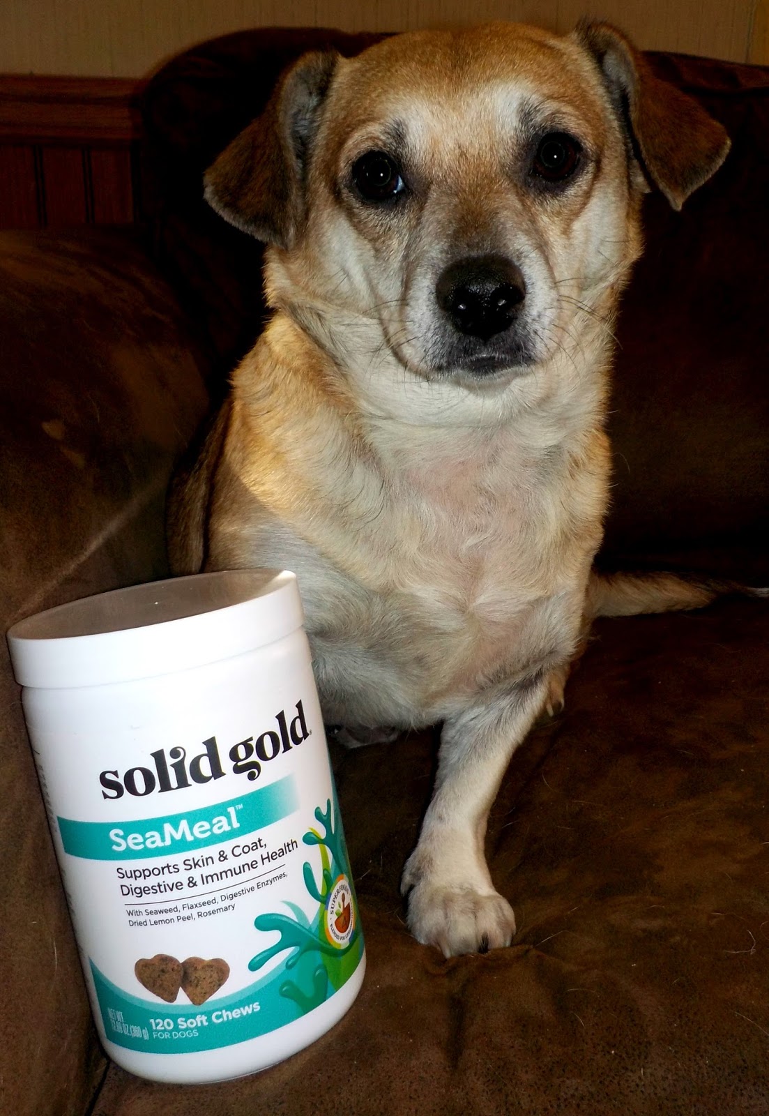 Grain Free Pet Food Myth Grain Free Pet Food Myth