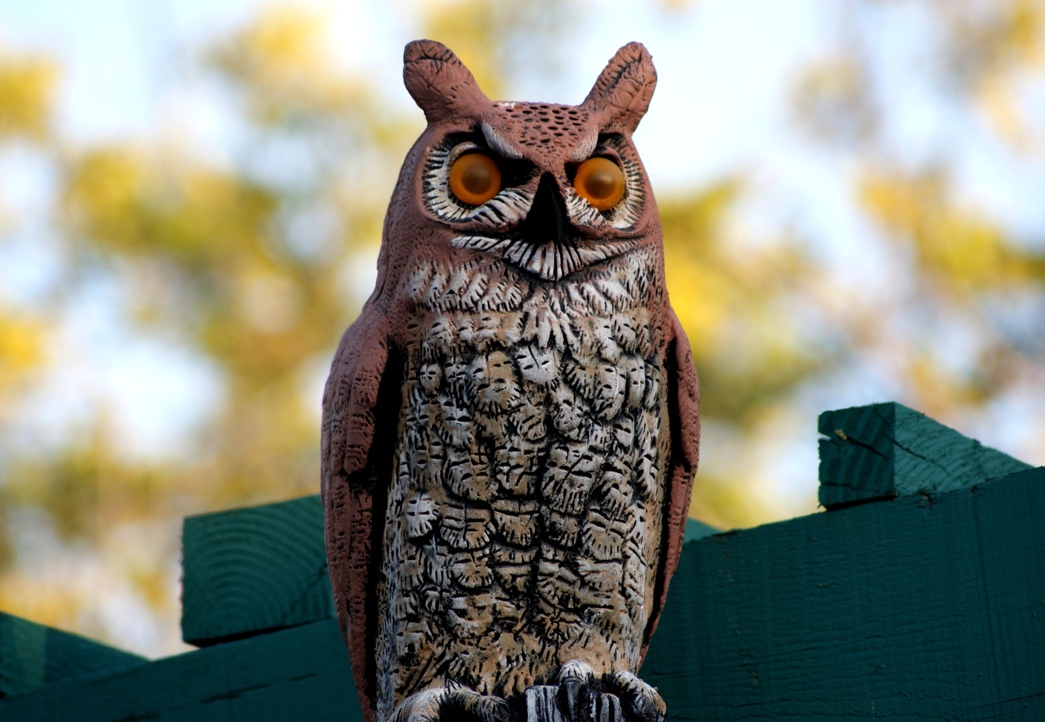 A photo, A thought............ Observation Great horned owl statues