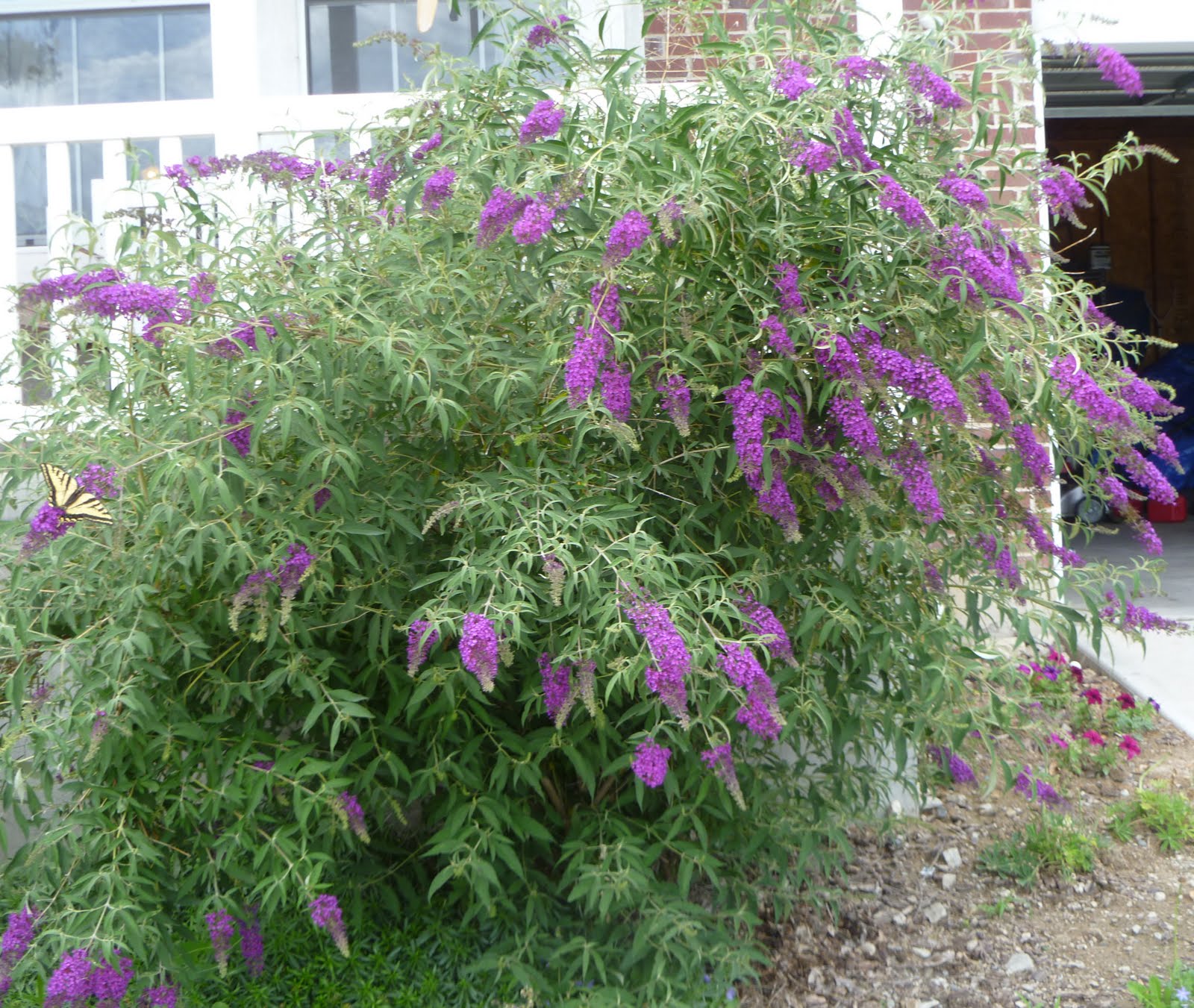 The Peck's back from Vienna Butterfly Bush