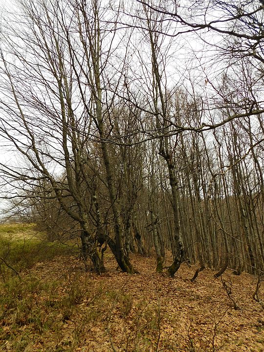Przed wierzchołkową polaną. Przed wierzchołkową polaną.