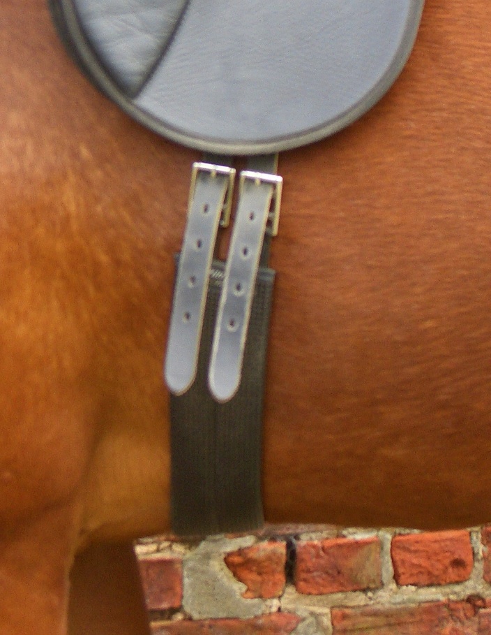 Sustainable Horsekeeping Does My Horse Have Girth Pain?