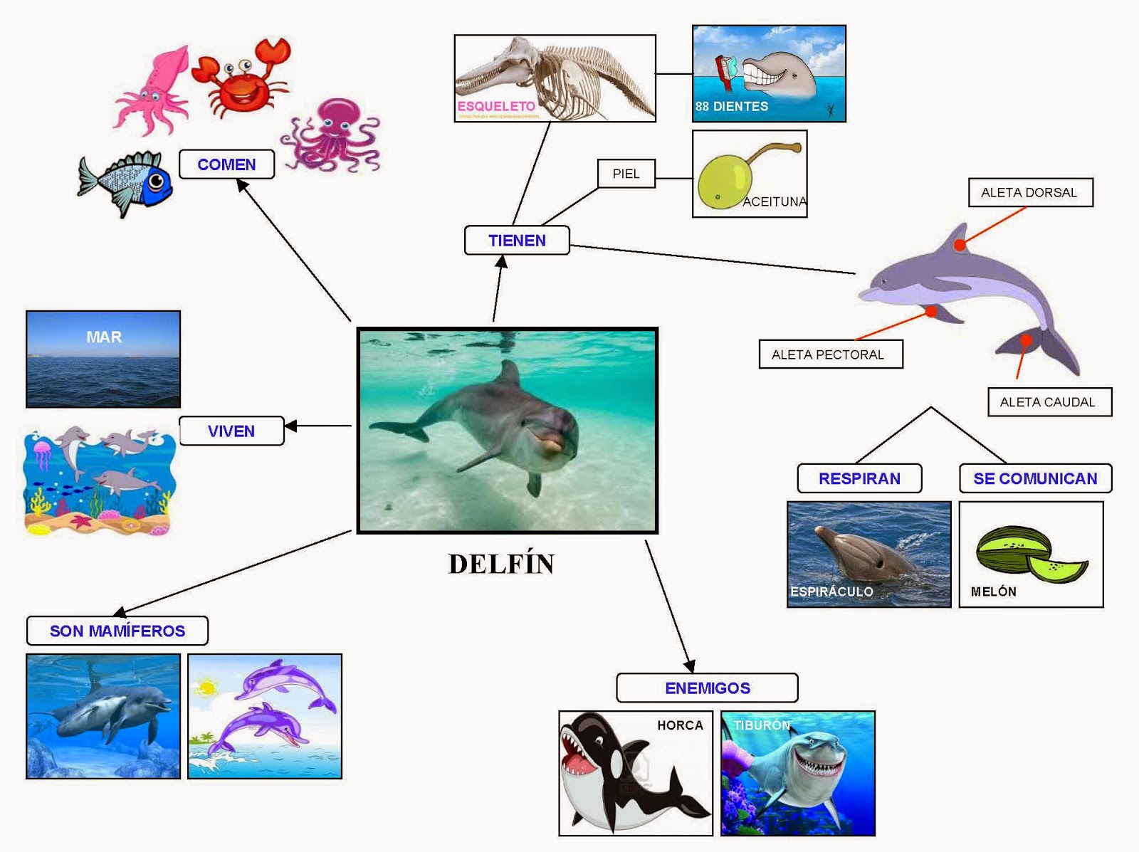 Mapa Conceptual De La Obra El Delfin