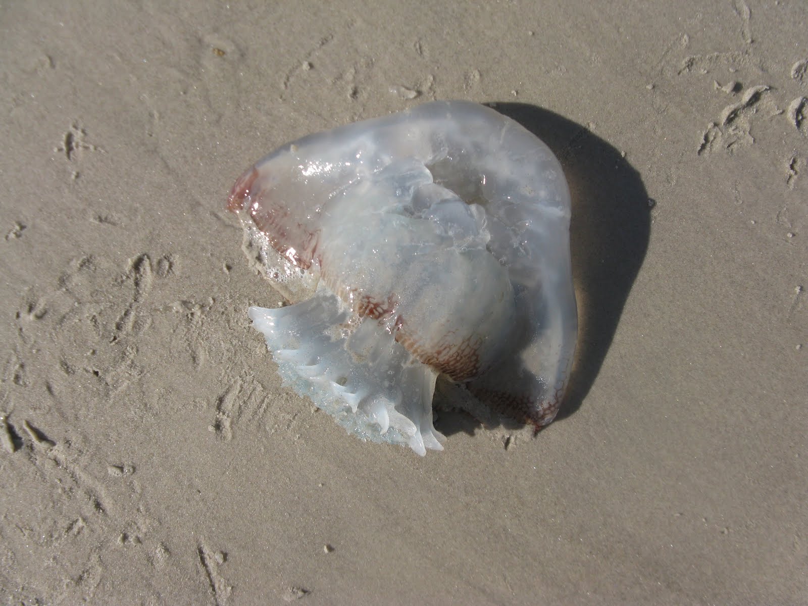 Tarra's Travels North Padre National Seashore, Corpus Christi