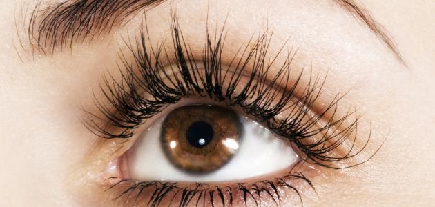 eyelashes eyelashes