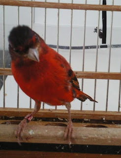 Suara Kenari Silangan Dengan Red Siskin Suara Kenari Silangan Dengan Red Siskin