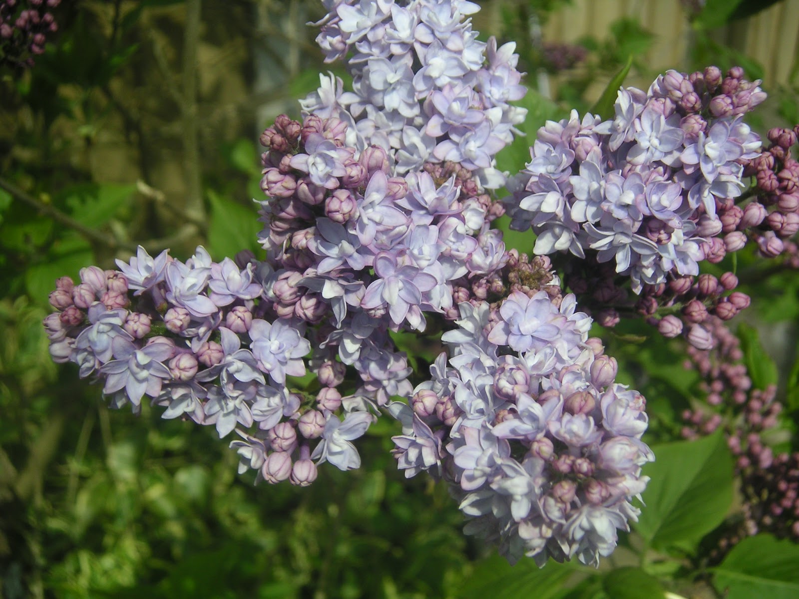 Watercolour Florals: Lilac Blossom