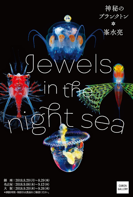 Jewels in the night sea 神秘のプランクトン Jewels in the night sea 神秘のプランクトン