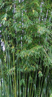 Bambusa Indigena - Emerald Goddess Bamboo