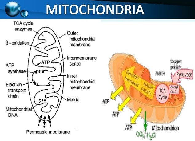 High Cholesterol Triggers Mitochondrial Oxidative Stress Resulting in Osteoarthritis High Cholesterol Triggers Mitochondrial Oxidative Stress Resulting in Osteoarthritis