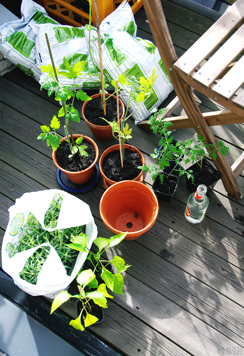 Growing tomato plants, photo by Alicia Sivertsson.