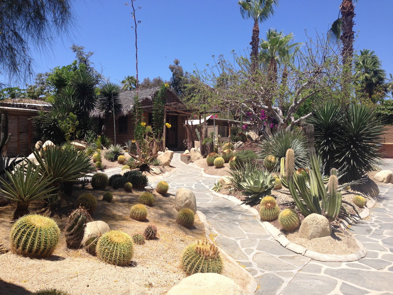 All This Is That cactus garden