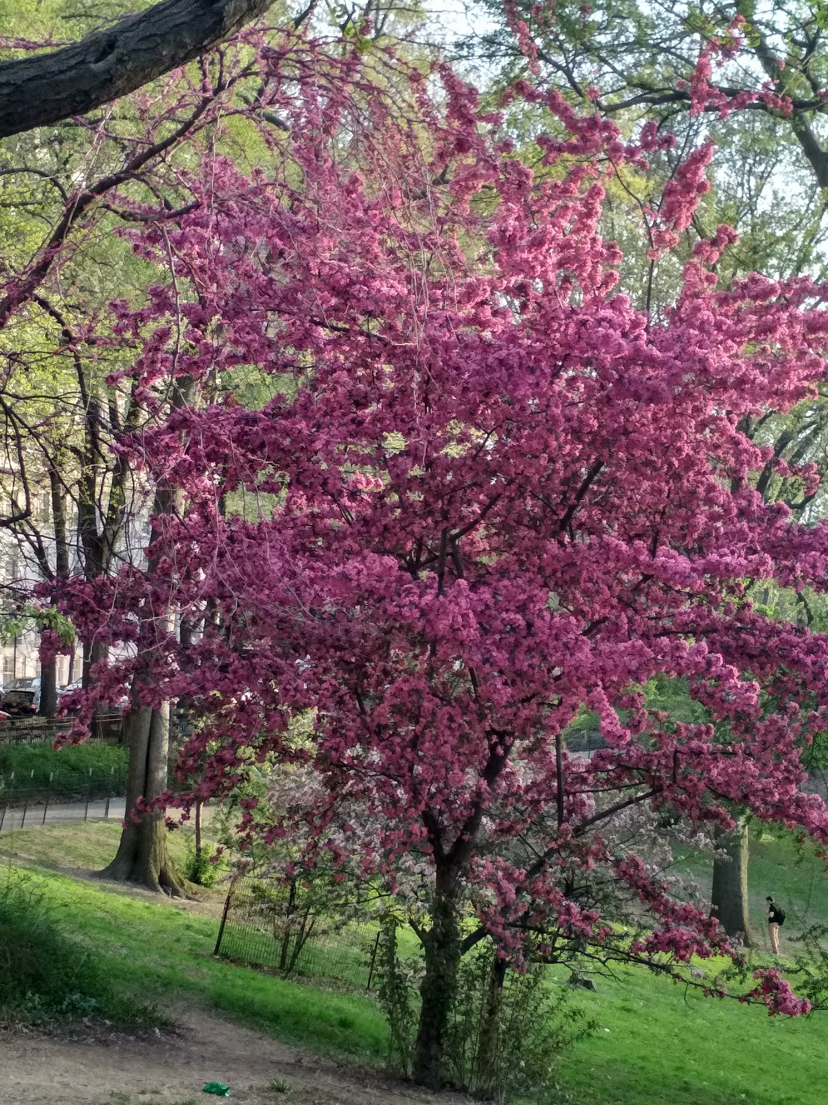 CHINAR SHADE  SPRING TIME IN NEW YORK AND MY POETIC FEELINGS