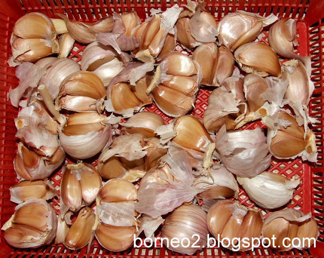 Borneo Island, Awaken To A Different World Garlic (Italian Garlic)