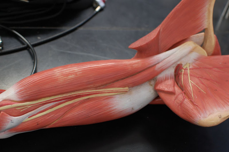 Human Anatomy Lab: Muscles of the Arm