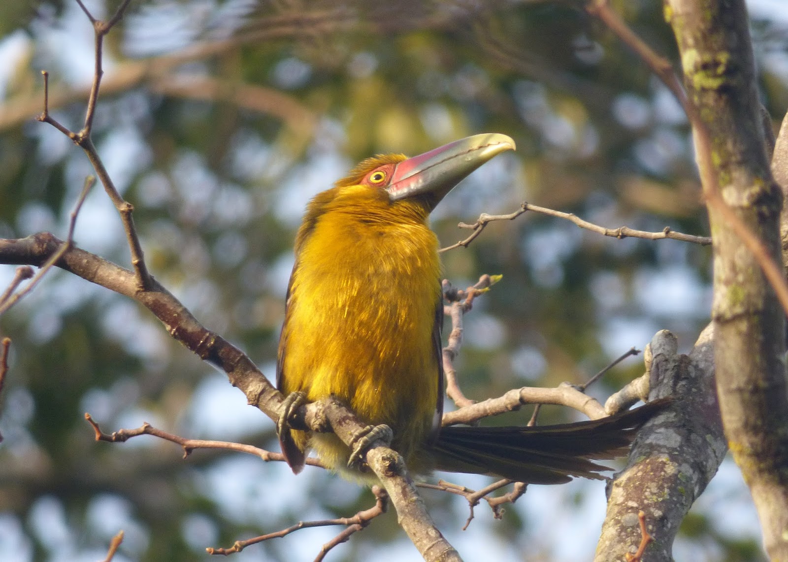 Birding Argentina – Araucaria Provintial Park, Cruce del Calballero