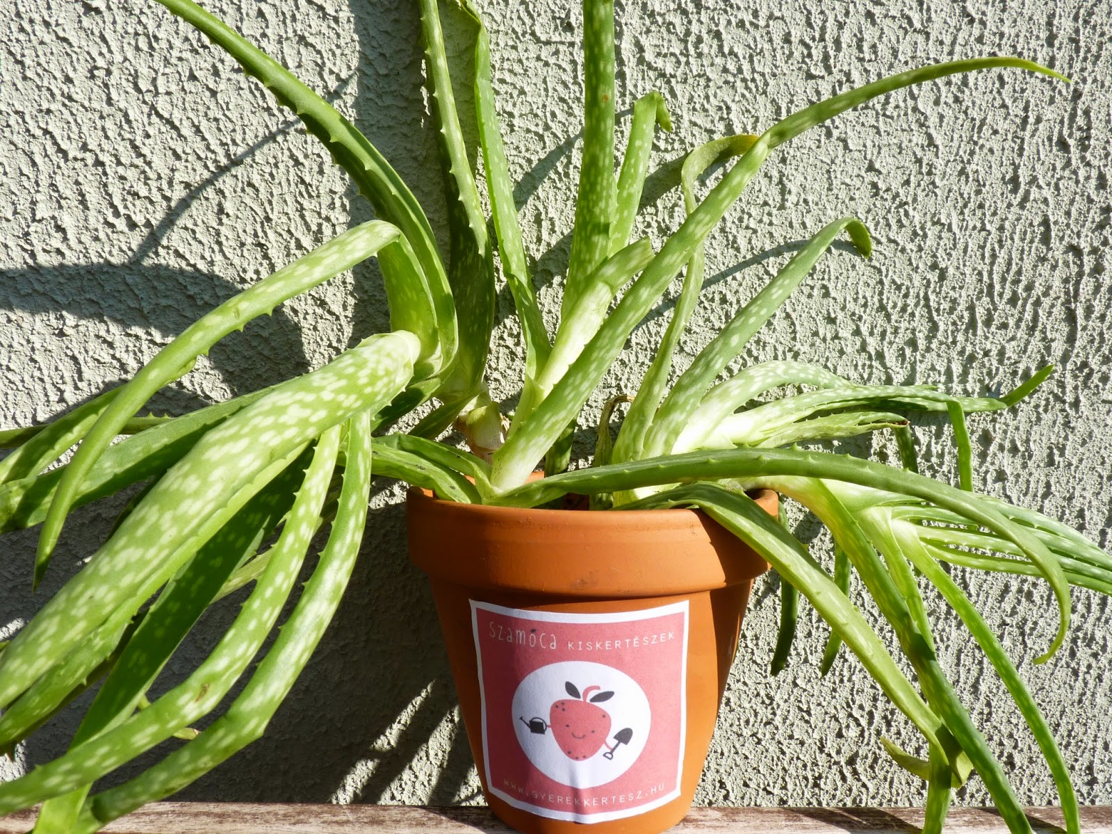 SZAMÓCA Kiskertész: Az Aloe vera gondozása