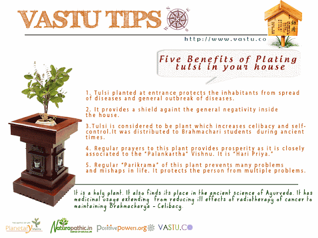 Vastu Tips. Benefits of Tulsi