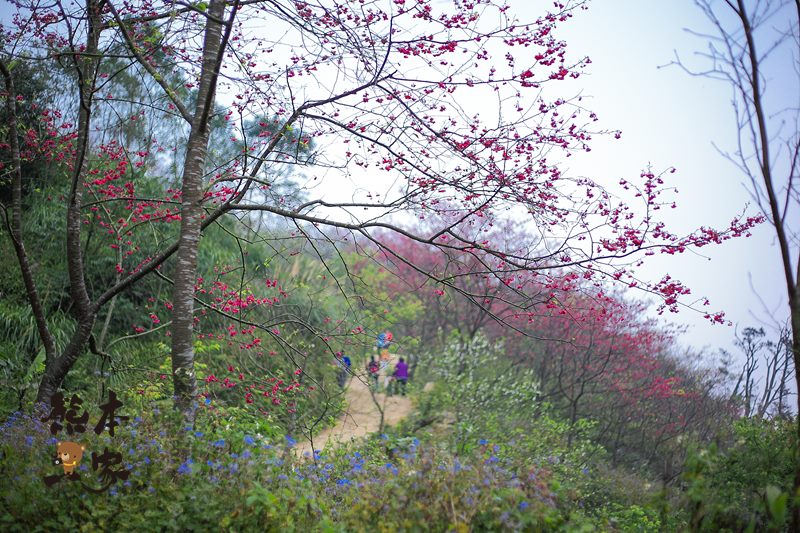 三峽竹崙私房賞櫻景點|熊空櫻花林|三峽媲美武陵農場櫻花林景點|竹崙路櫻花|北109鄉道櫻花林景點