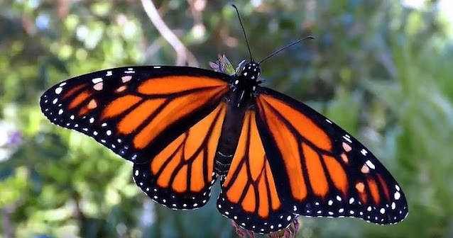 Animales venenosos. Mariposa monarca.