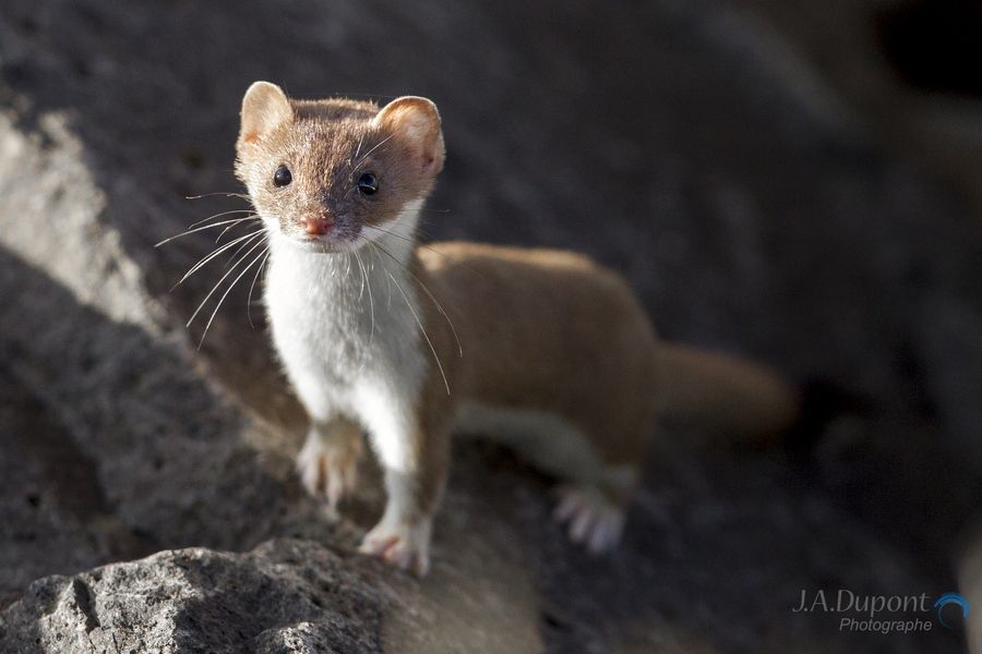 19. Curious Ferret by Jacques-Andre Dupont