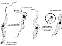 Gambar Protozoa Flagellata