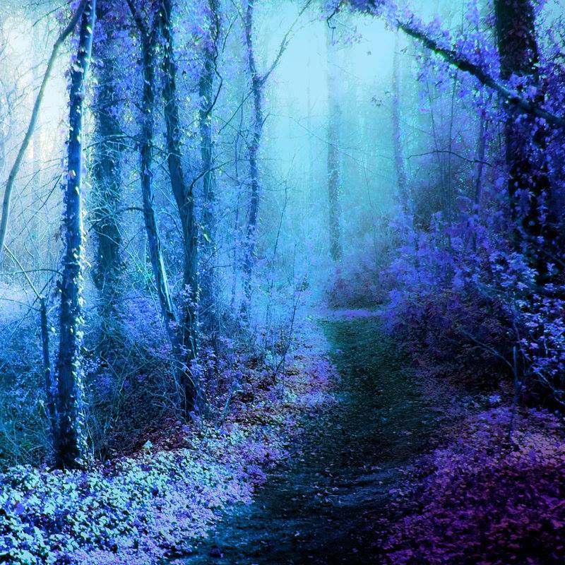 синий лес. туманный лес в синих тонах. Blue forest фон стим. синий лес песня слушать. голубой лес.