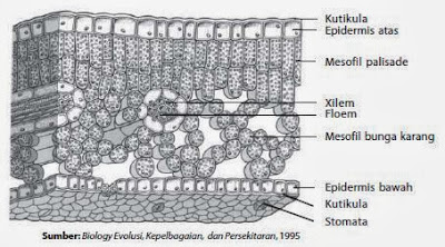 Struktur daun Struktur daun