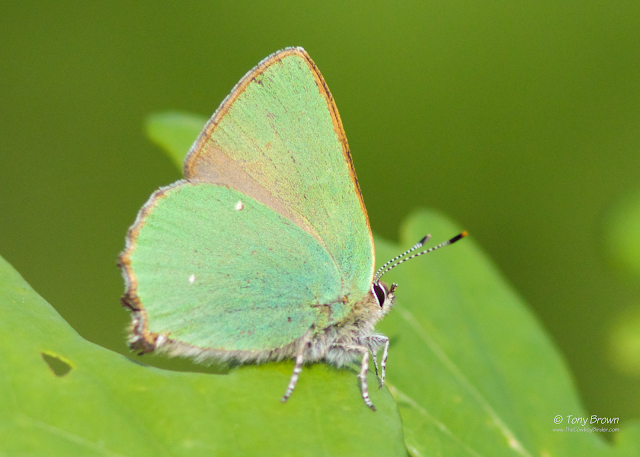Green Hairstreak Butterfly, Butterflies
