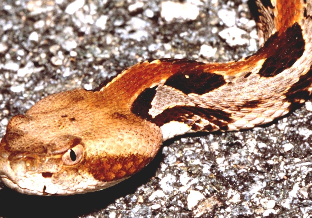U.S. State Reptiles - West Virginia State Reptile